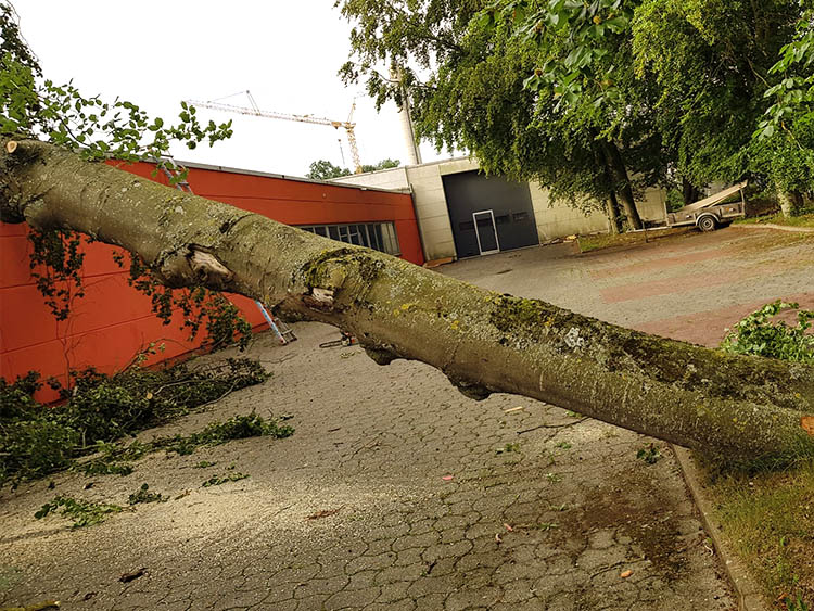 Nach Sturmschäden werden erstmal etwaige Bäume, Baumstämme und Äste beseitigt.
